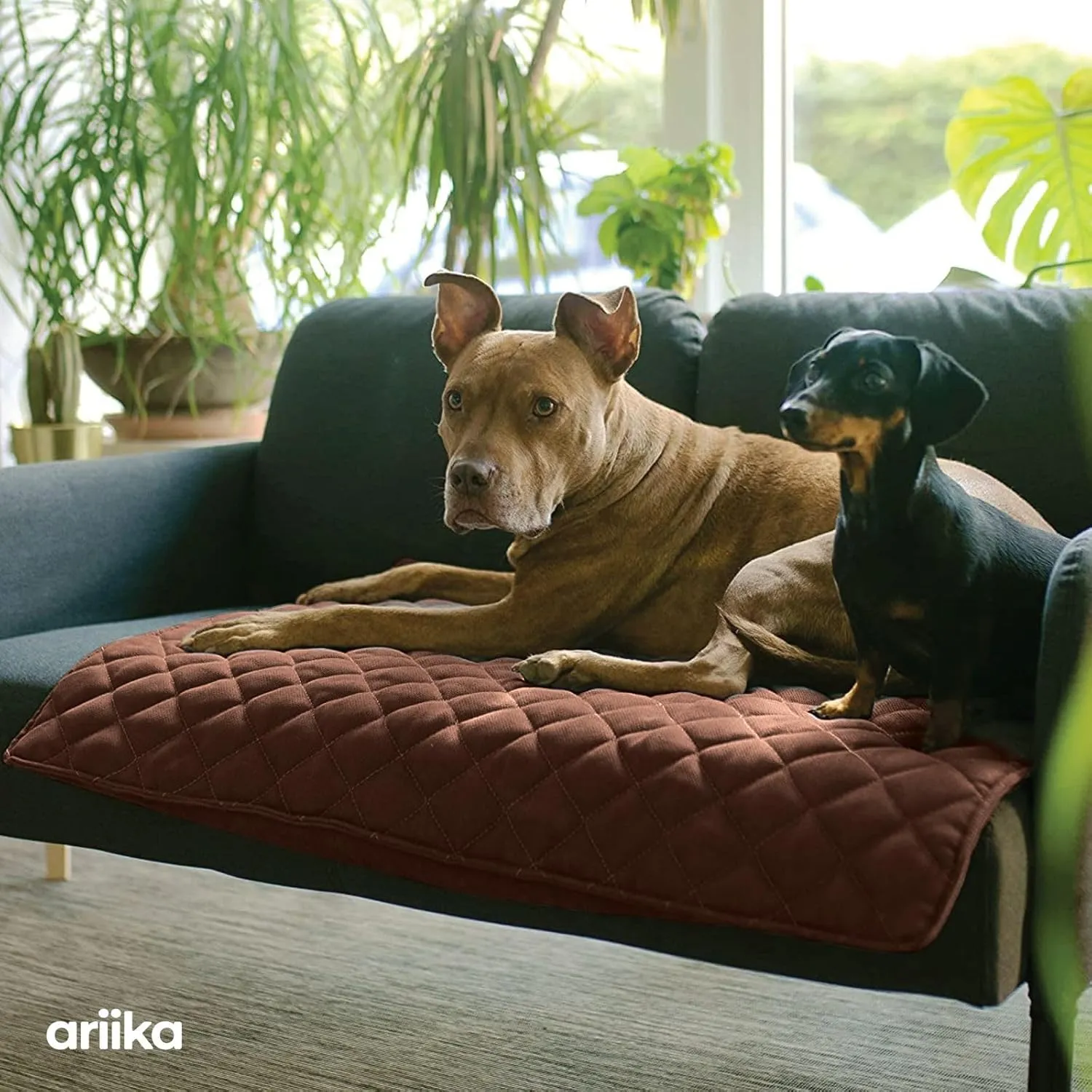 ariika Waterproof Couch Covers for Pets - Durable, Scratch-Resistant - Eco-Friendly Polyester & Cotton Mix, Odor-Free, Ideal for All Breeds - Dog Bed Cover for Sofa, Floor, Car Seats and Bed