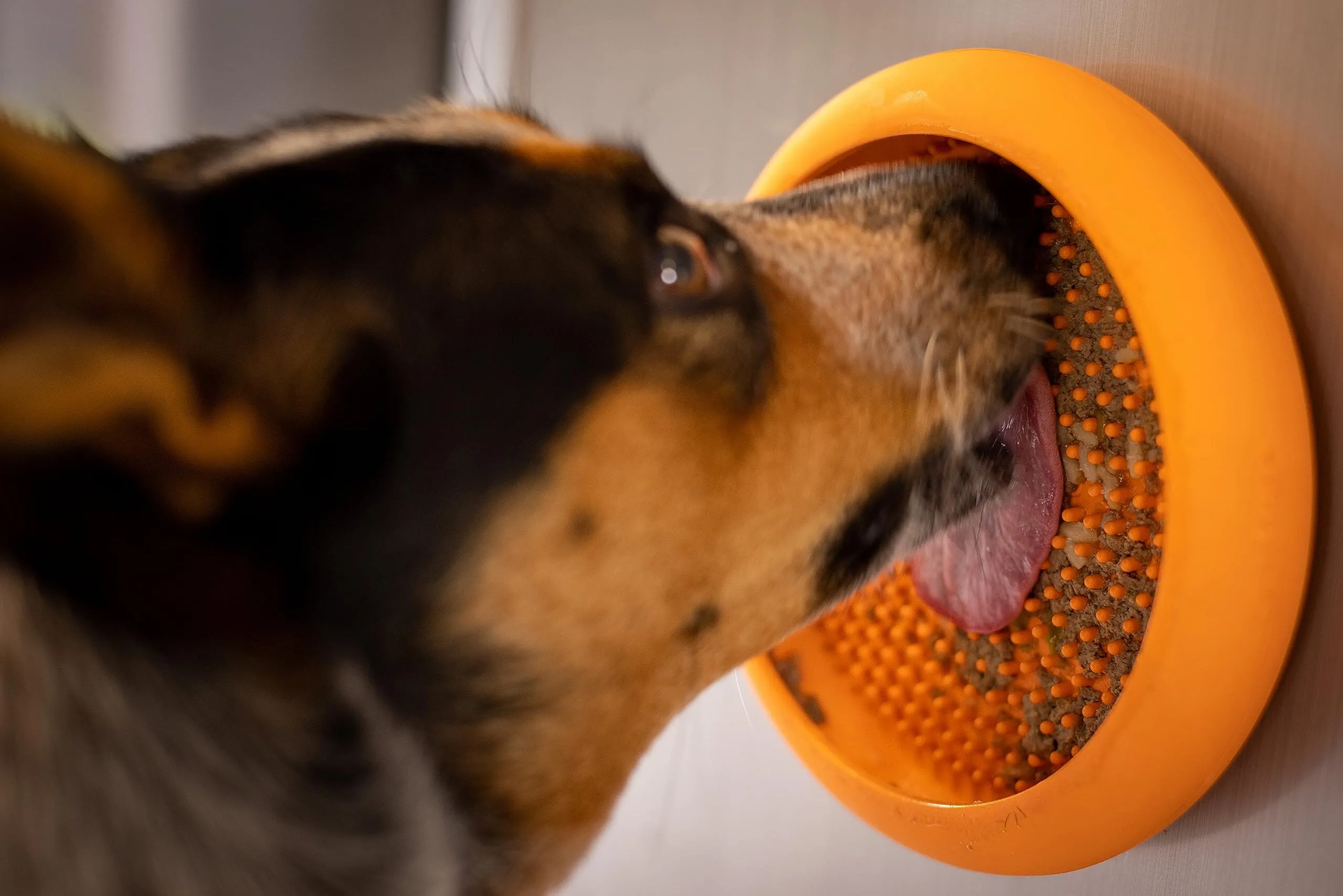 Innovative Pet Lickimat UFO Suction Grip Slow Feeding Rubber Cat and Dog Bowl - Purple