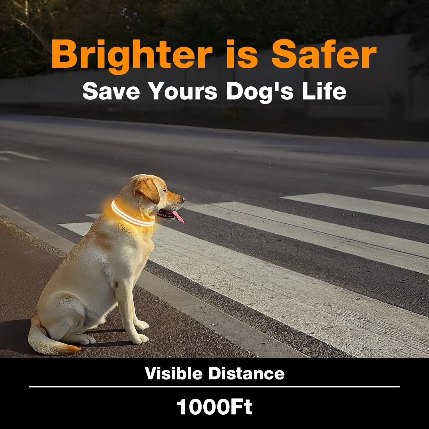 LED Dog Collar, Light Up Dog Collar, Lighted Dog Collars Adjustable for Night Walking, Glow in The Dark Dog Collars Light with USB Rechargeable Color Changing Waterproof for Dogs (Orange, Medium)