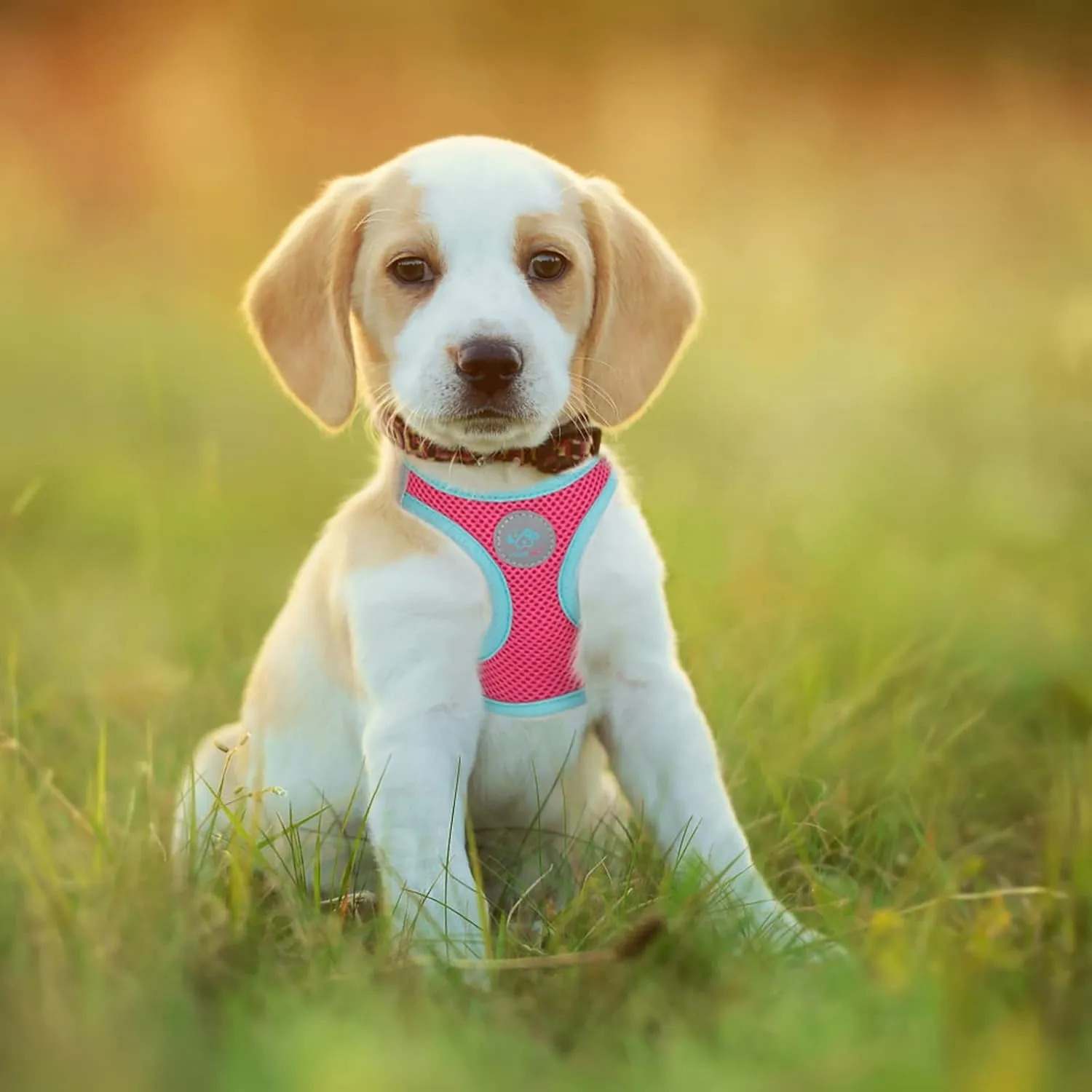 PHOEPET Step-in Dog Harness,Reflective Adjustable Dog Vest Harness, Soft Pet Walking Jacket with 2 Metal Leash Hooks for Dog and Cat(Pink Base & Green Straps,XL)